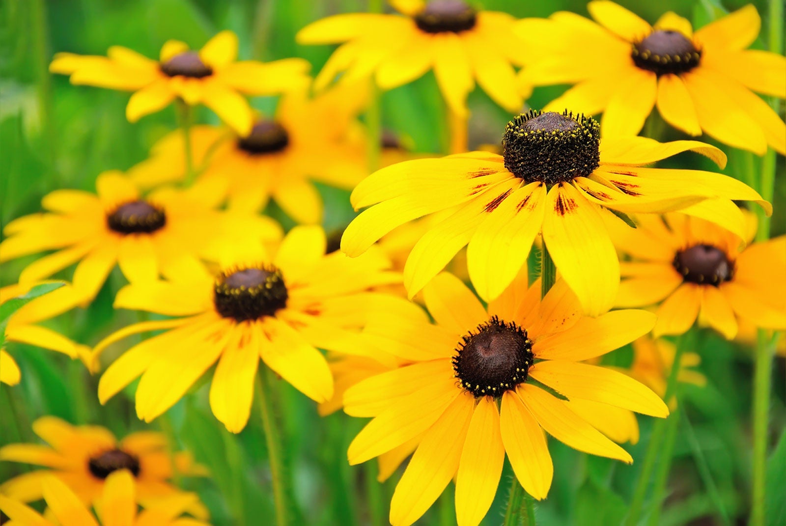 Black-eyed Susan flower